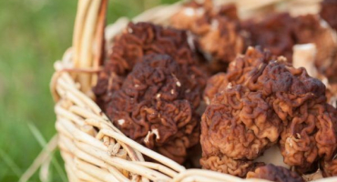 Linky - je možné tyto houby jíst